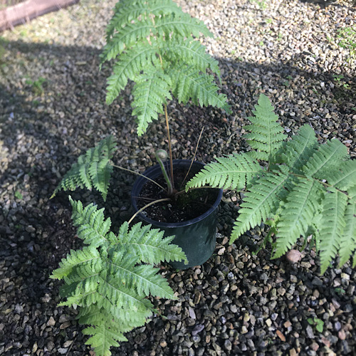 Tree Fern